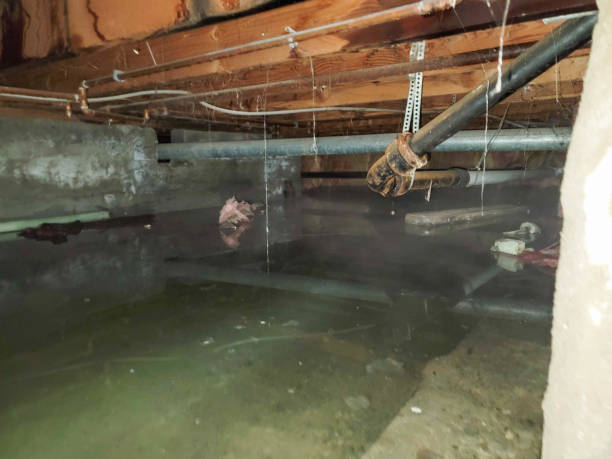Best Local water damage restoration  in St Matthews, SC